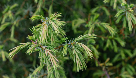 green juniper branches with visible details. background or texture