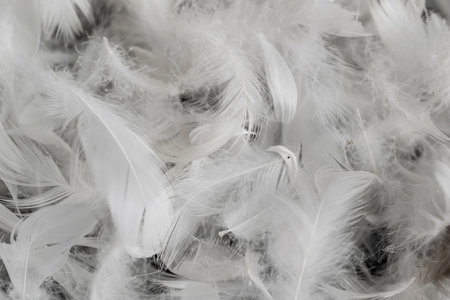 nice white duck feathers. background or textureの写真素材