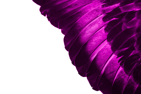 Violet feather pigeon macro photo. texture or backgroundの写真素材