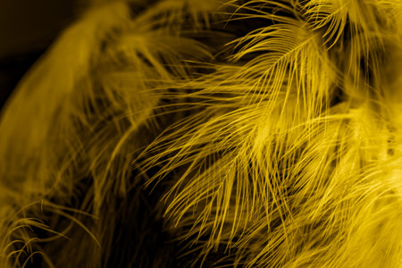 black and yellow feathers. background