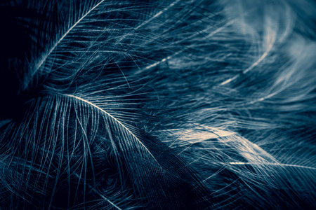 white and blue feathers. backgroundの写真素材