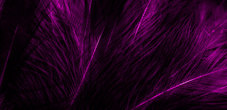 black and violet feathers. backgroundの写真素材