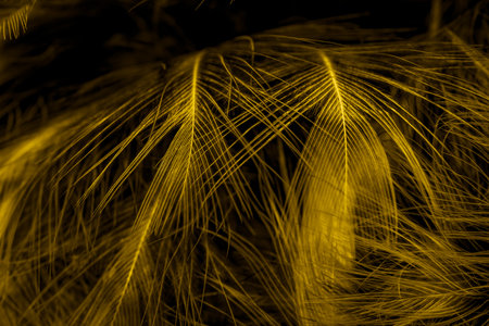 black and yellow feathers. backgroundの写真素材