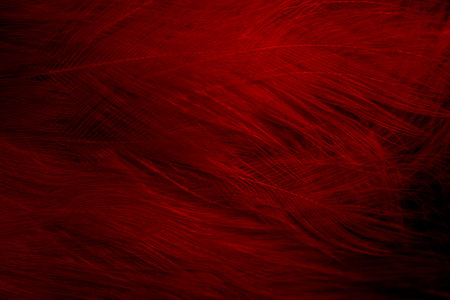black and red feathers. backgroundの写真素材