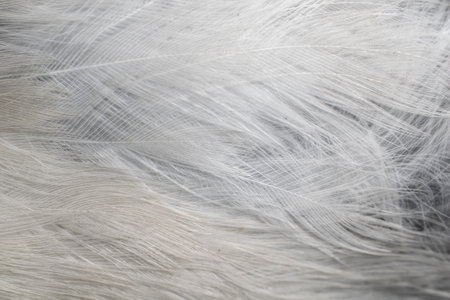 white and black feathers. background