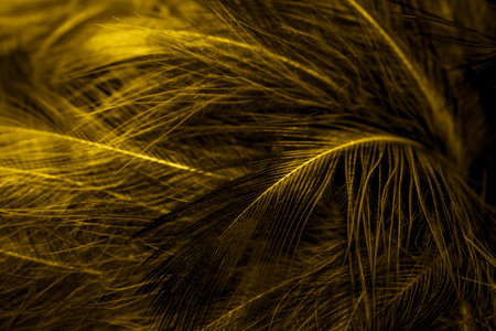 black and yellow feathers. backgroundの写真素材