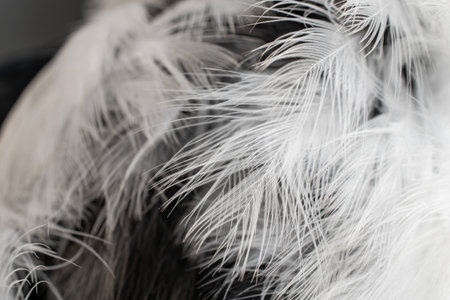 white and black feathers. backgroundの写真素材