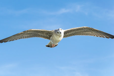 white seagulls against the blue sky