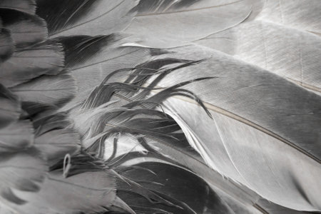 gray feather pigeon macro photo. texture or backgroundの写真素材