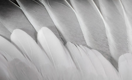 gray feather pigeon macro photo. texture or background