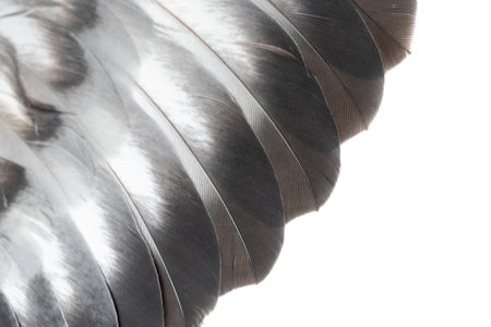 gray feather pigeon macro photo. texture or background