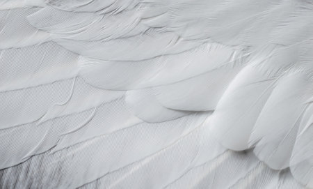 gray feather pigeon macro photo. texture or backgroundの写真素材