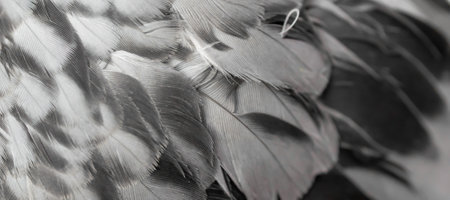 gray feather pigeon macro photo. texture or backgroundの写真素材