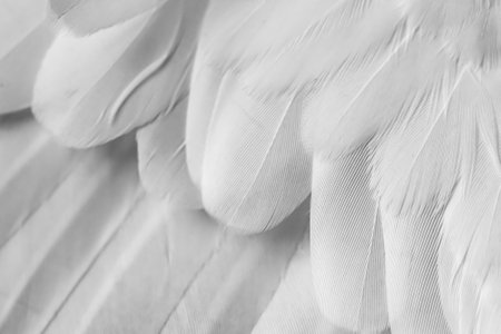 gray feather pigeon macro photo. texture or backgroundの写真素材