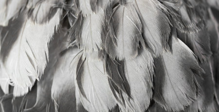 gray feather pigeon macro photo. texture or backgroundの写真素材