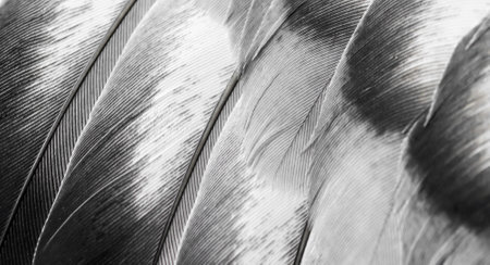 gray feather pigeon macro photo. texture or backgroundの写真素材