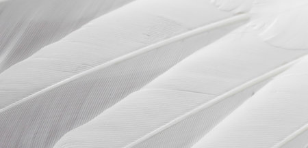 gray feather pigeon macro photo. texture or backgroundの写真素材