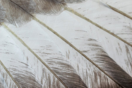 gray feather pigeon macro photo. texture or background