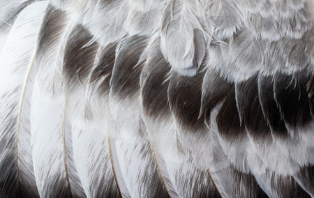 gray feather pigeon macro photo. texture or backgroundの写真素材