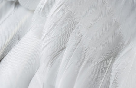 gray feather pigeon macro photo. texture or backgroundの写真素材