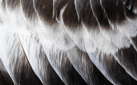 gray feather pigeon macro photo. texture or backgroundの写真素材