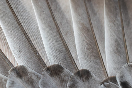 gray feather pigeon macro photo. texture or backgroundの写真素材