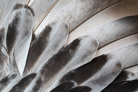 gray feather pigeon macro photo. texture or backgroundの写真素材