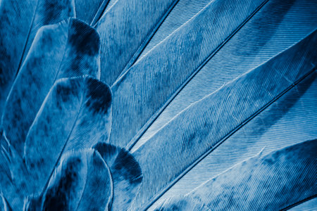 blue feather pigeon macro photo. texture or backgroundの写真素材