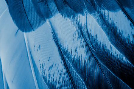 blue feather pigeon macro photo. texture or backgroundの写真素材