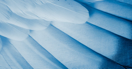 blue feather pigeon macro photo. texture or backgroundの写真素材