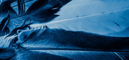 blue feather pigeon macro photo. texture or background