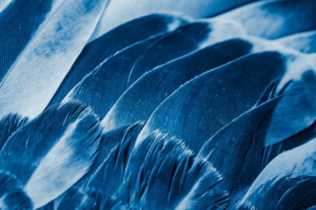 blue feather pigeon macro photo. texture or backgroundの写真素材