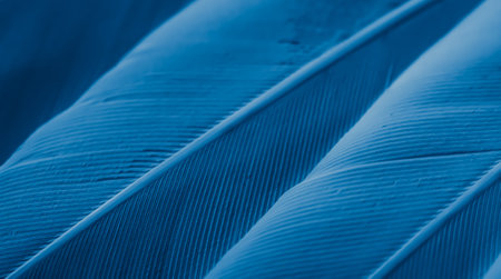 blue feather pigeon macro photo. texture or backgroundの写真素材