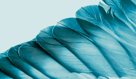 blue feather pigeon macro photo. texture or backgroundの写真素材