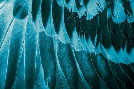blue feather pigeon macro photo. texture or backgroundの写真素材