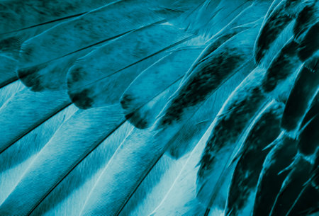 blue feather pigeon macro photo. texture or backgroundの写真素材