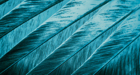 blue feather pigeon macro photo. texture or backgroundの写真素材