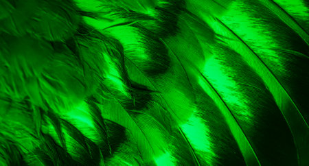 green feather pigeon macro photo. texture or backgroundの写真素材