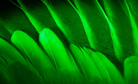 green feather pigeon macro photo. texture or backgroundの写真素材