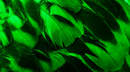 green feather pigeon macro photo. texture or backgroundの写真素材