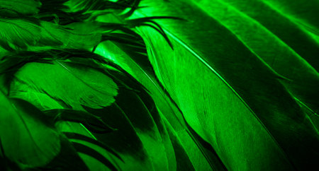 green feather pigeon macro photo. texture or backgroundの写真素材
