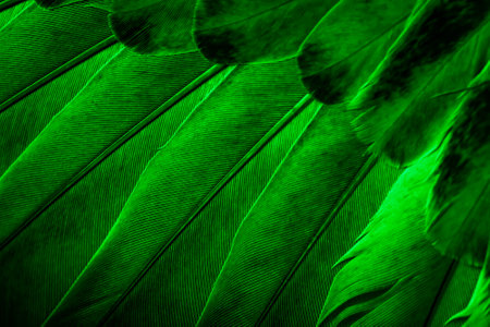 green feather pigeon macro photo. texture or backgroundの写真素材