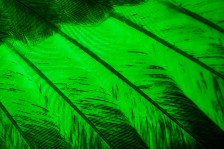 green feather pigeon macro photo. texture or backgroundの写真素材