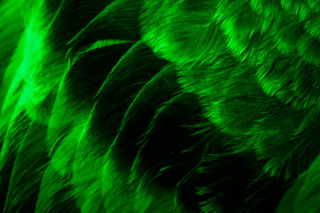 green feather pigeon macro photo. texture or backgroundの写真素材