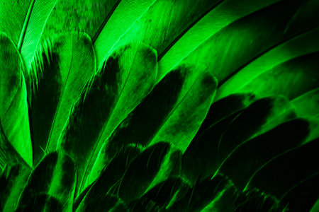 green feather pigeon macro photo. texture or backgroundの写真素材