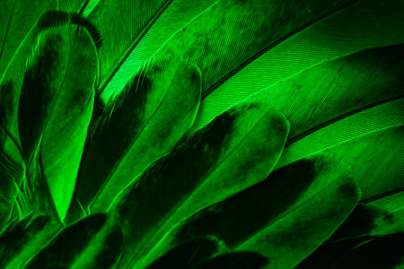 green feather pigeon macro photo. texture or backgroundの写真素材