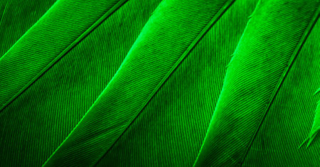 green feather pigeon macro photo. texture or backgroundの写真素材