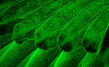 green feather pigeon macro photo. texture or backgroundの写真素材