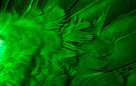 green feather pigeon macro photo. texture or backgroundの写真素材