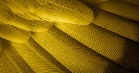 yellow feather pigeon macro photo. texture or backgroundの写真素材